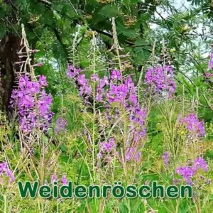 Futterpflanze: Schmalblättrige Weidenröschen (Epilobium angustifolium) und das Kleinblütige Weidenröschen (Epilobium parviflorum)