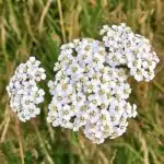 Blüten der Schafgarbe