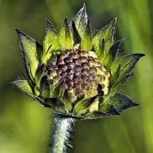 Samenstand der Witwenblume