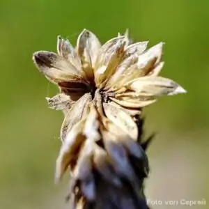 Samen des Acker-Fuchsschwanzes