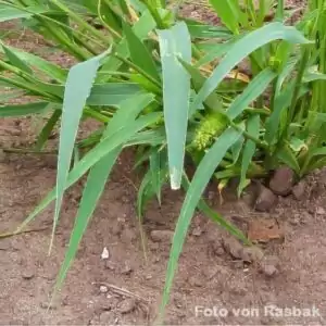Blätter der Borstenhirse