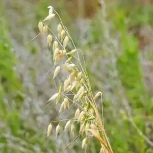 Samen des Flughafers