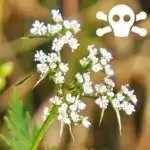 Blüten der Hundspetersilie