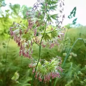 Blüten des Knäuelgrases