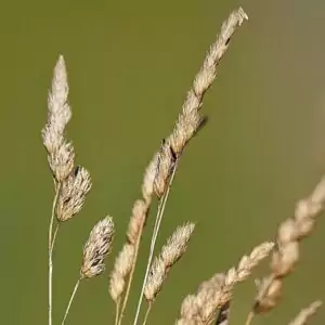 Blätter des Knäuelgrases
