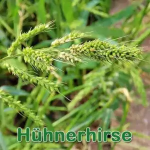Süßgras: Hühnerhirse (Echinochloa crus-galli)