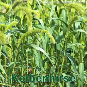 Süßgras: Kolbenhirse (Setaria italica)