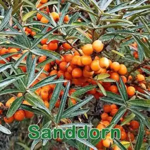 Futterpflanze: Sanddorn (Hippophae rhamnoides)