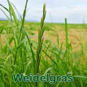 Süßgras: Deutsches Weidelgras (Lolium perenne)