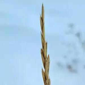 Samen der Kriech-Quecke