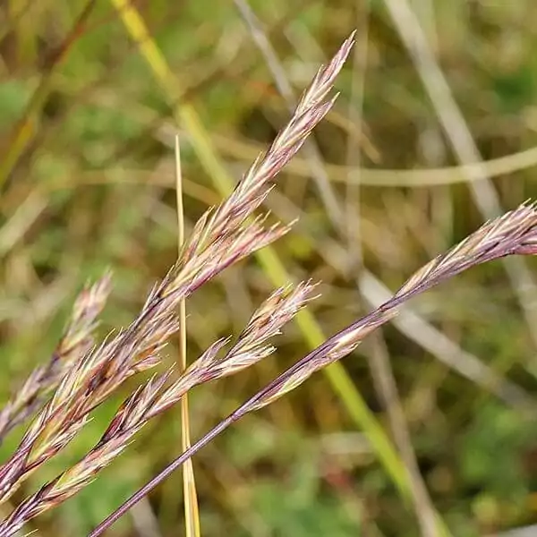Samen des Rot-Schwingels