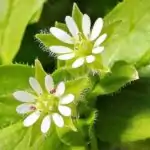 Blüte der Vogelmiere