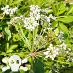 Blüten des Wasserschierling