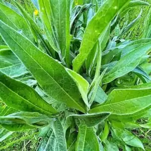 Blätter der Wiesen-Flockenblume