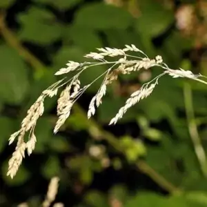 Samen des Wiesen-Rispengrases