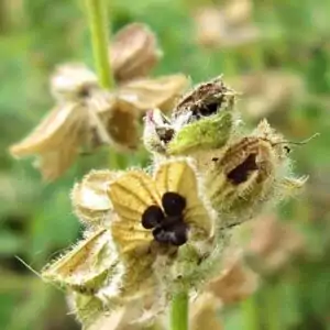 Samen des Wiesensalbei
