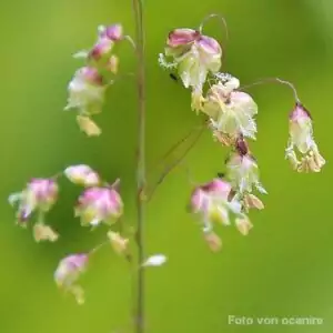 Blüten des Zittergrases