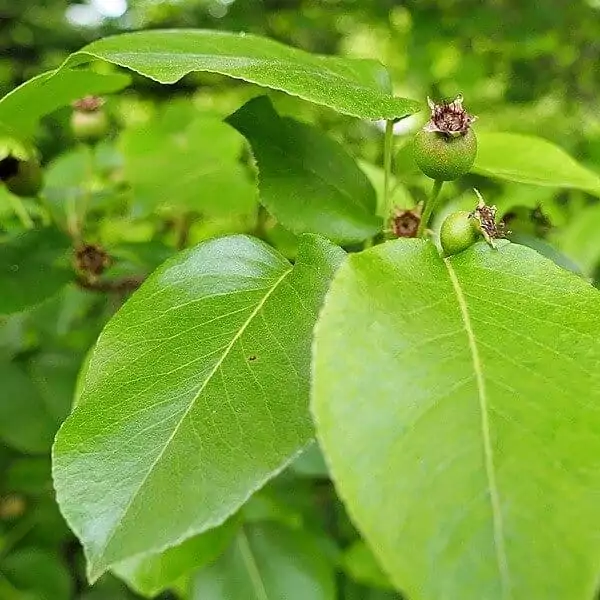 Blätter des Birnbaumes