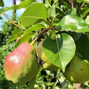 Früchte des Birnbaumes