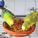 Zerkleinertes Gemüse mit Körnern