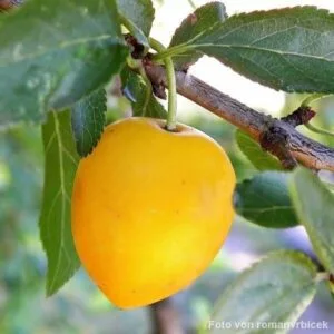 Früchte des Mirabellenbaumes