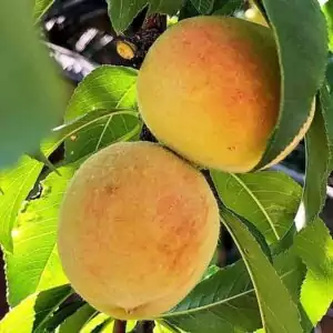 Früchte des Pfirischbaumes