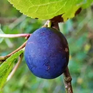 Früchte des Pflaumenbaumes