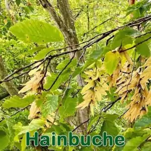 Bäume: Hainbuche bzw. Weißbuche (Carpinus betulus)