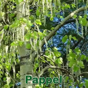 Bäume: Schwarzpappel (Populus nigra), Silberpappel (Populus alba) und Espe (Populus tremula)