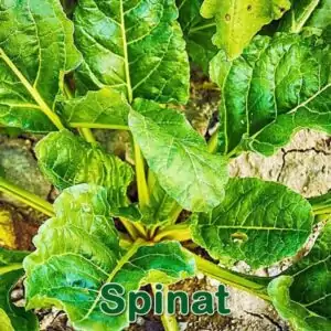 Gemüse: Spinat (Spinacia oleracea)