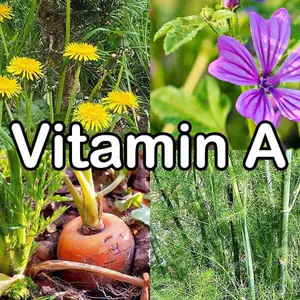 Nährstoffe: Vitamin A (Retinol)