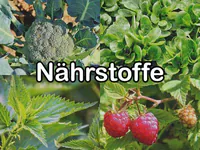 Nährstoffe in Futterpflanzen Nährstoffe in Futterpflanzen