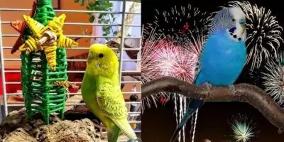 Weihnachten & Silvester Weihnachten & Silvester