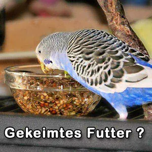 Jule probiert gekeimtes Futter