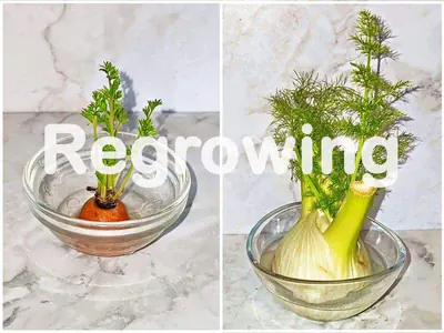 Regrowing für Wellensittiche