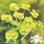 Garten-Wolfmilch - Blüten