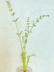 Möhrengrün (groß) Möhrengrün (groß)