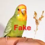Fake