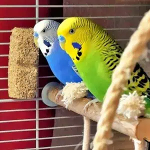 Elliot und Mio im Käfig