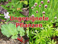 Ungeeignete Pflanzen Ungeeignete Pflanzen