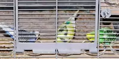 Futtertest durch die Wellis Futtertest durch die Wellis