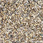 Mariendistelsaat Mariendistelsaat