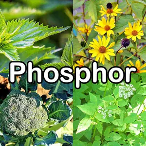 Nährstoffe: Phosphor (Mineralstoff)