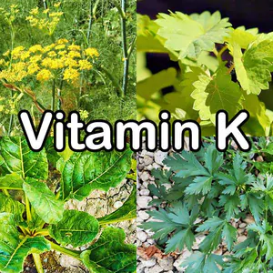 Nährstoffe: Vitamin K (fettlöslich)