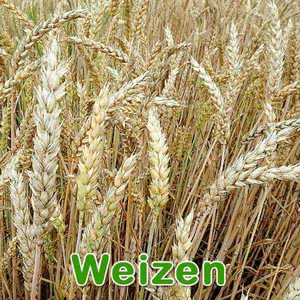 Futterpflanze: Weizen (Triticum aestivum)