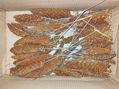 Paket mit Kolbenhirse