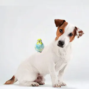 Q_Anfängervogel - Wellensittich Der Wellensittich ein Anfängervogel?