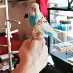 Gunnar auf Hand Gunnar sitzt auf dem Finger
