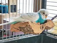 Gunnar auf Korkstück Gunnar liegt auf einem Korkstück