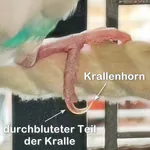 Die Krallen des Wellensittichs